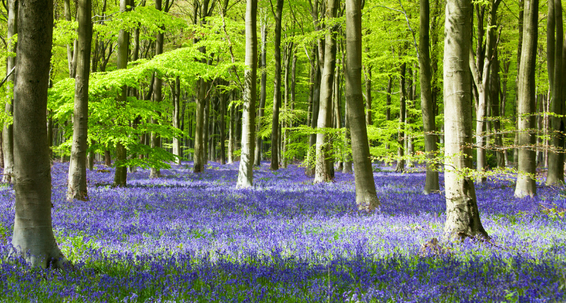 Bluebells in West Woods Marlborough